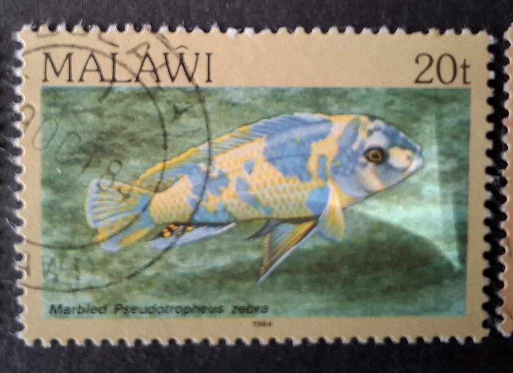 Malawi vis 1, Ophalen of Verzenden, Dier of Natuur