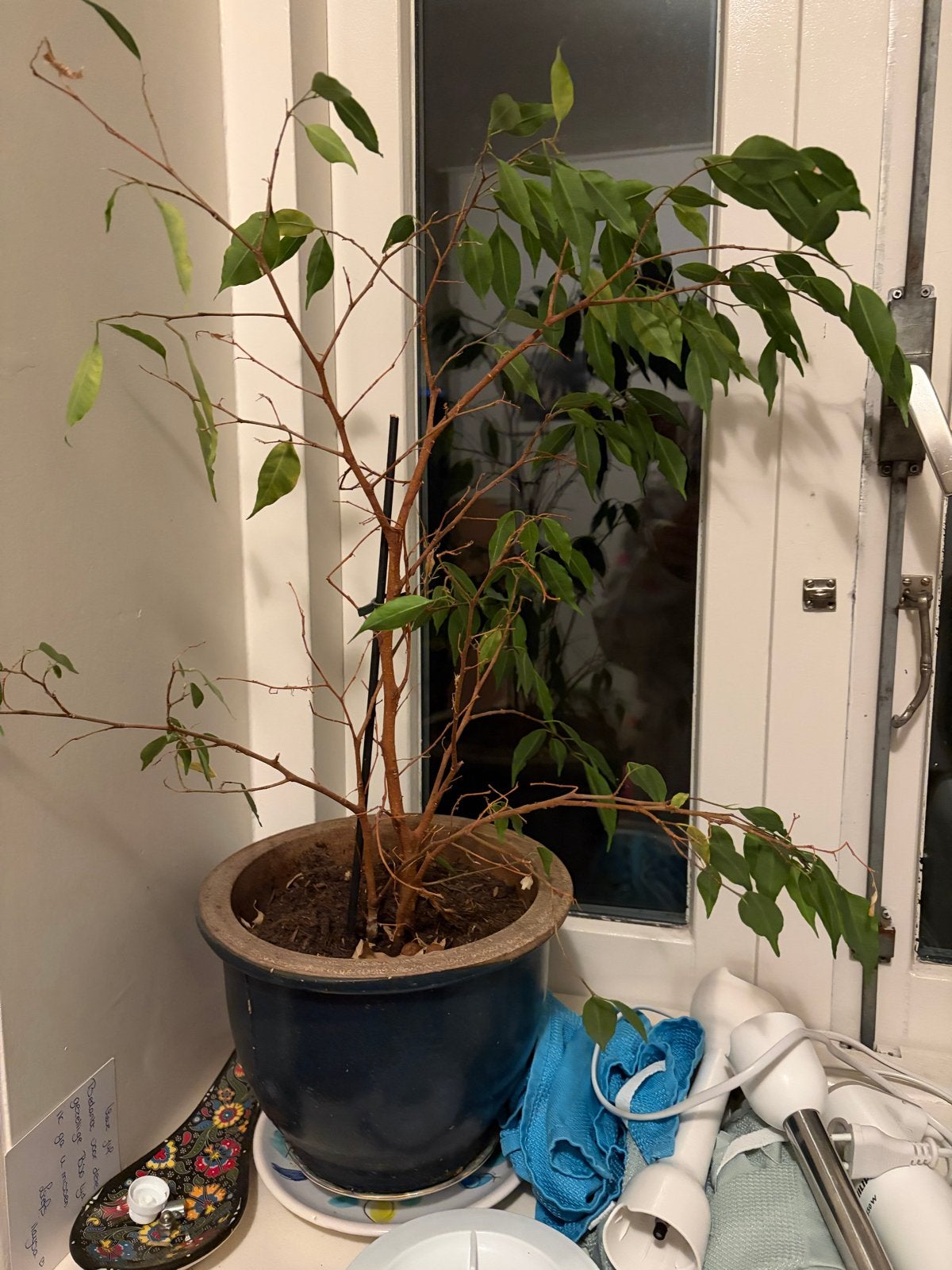 Diverse kamerplanten: Ficus, Yucca, en meer, Ophalen, Ficus, 100 tot 150 cm, Halfschaduw
