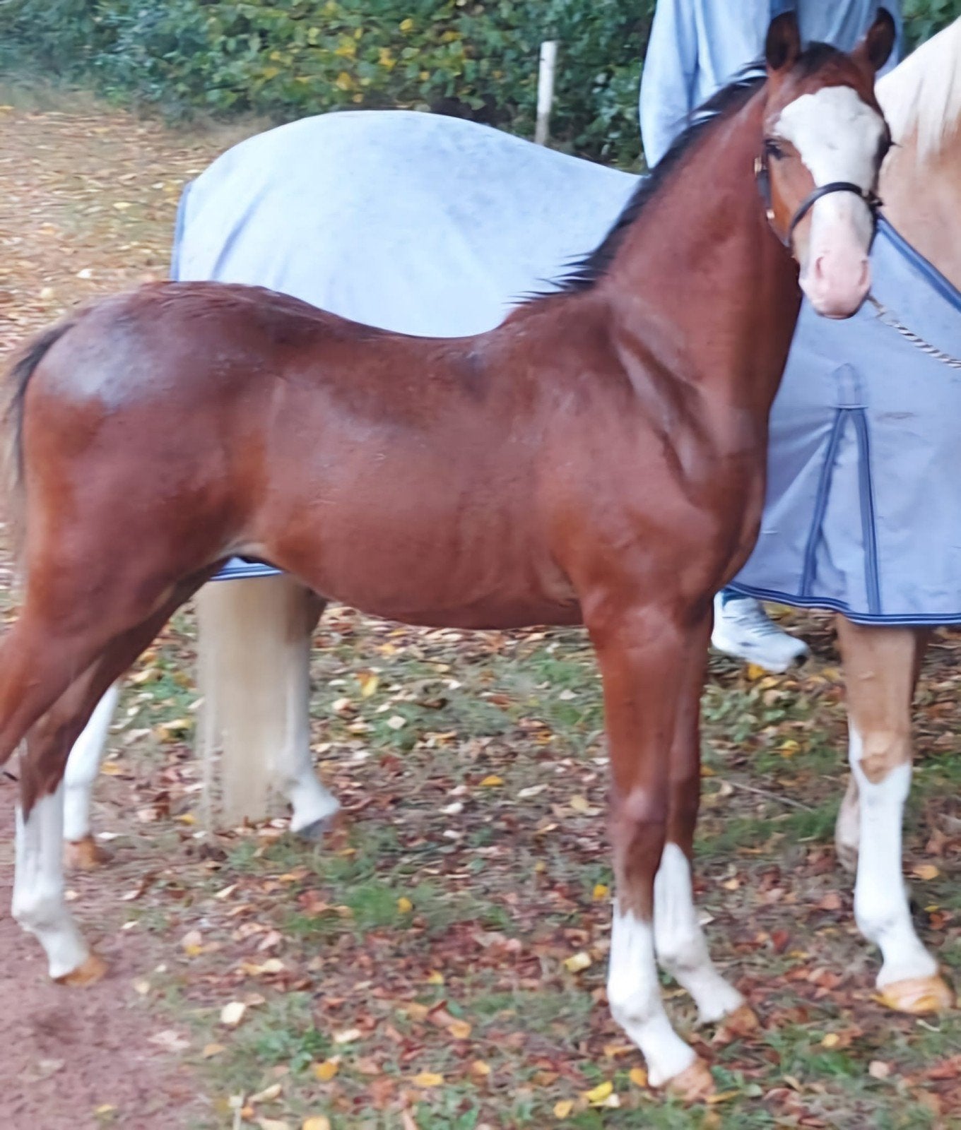 Knappe 1.5  welsh  b Hengsten te koop, Minder dan 160 cm, Met stamboom, Niet van toepassing, Dressuurpaard