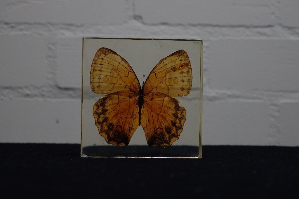 opgezette vlinders taxidermy in hars, Ophalen, Zo goed als nieuw, Hert, Gewei of Kop