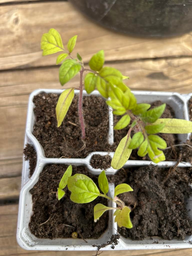 Ruilen! Cherry tomaten plantjes, Ophalen, Volle zon, Eenjarig, Zomer