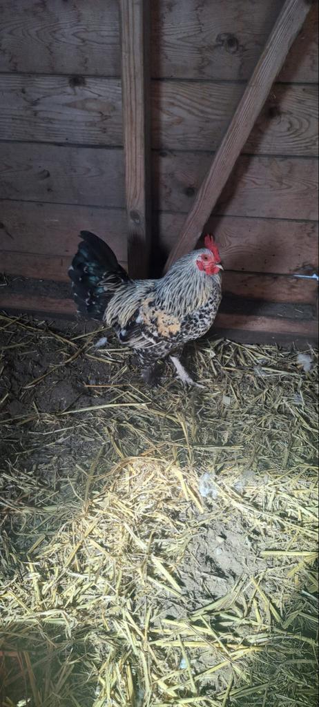 Haan 3x, Dieren en Toebehoren, Mannelijk, Kip