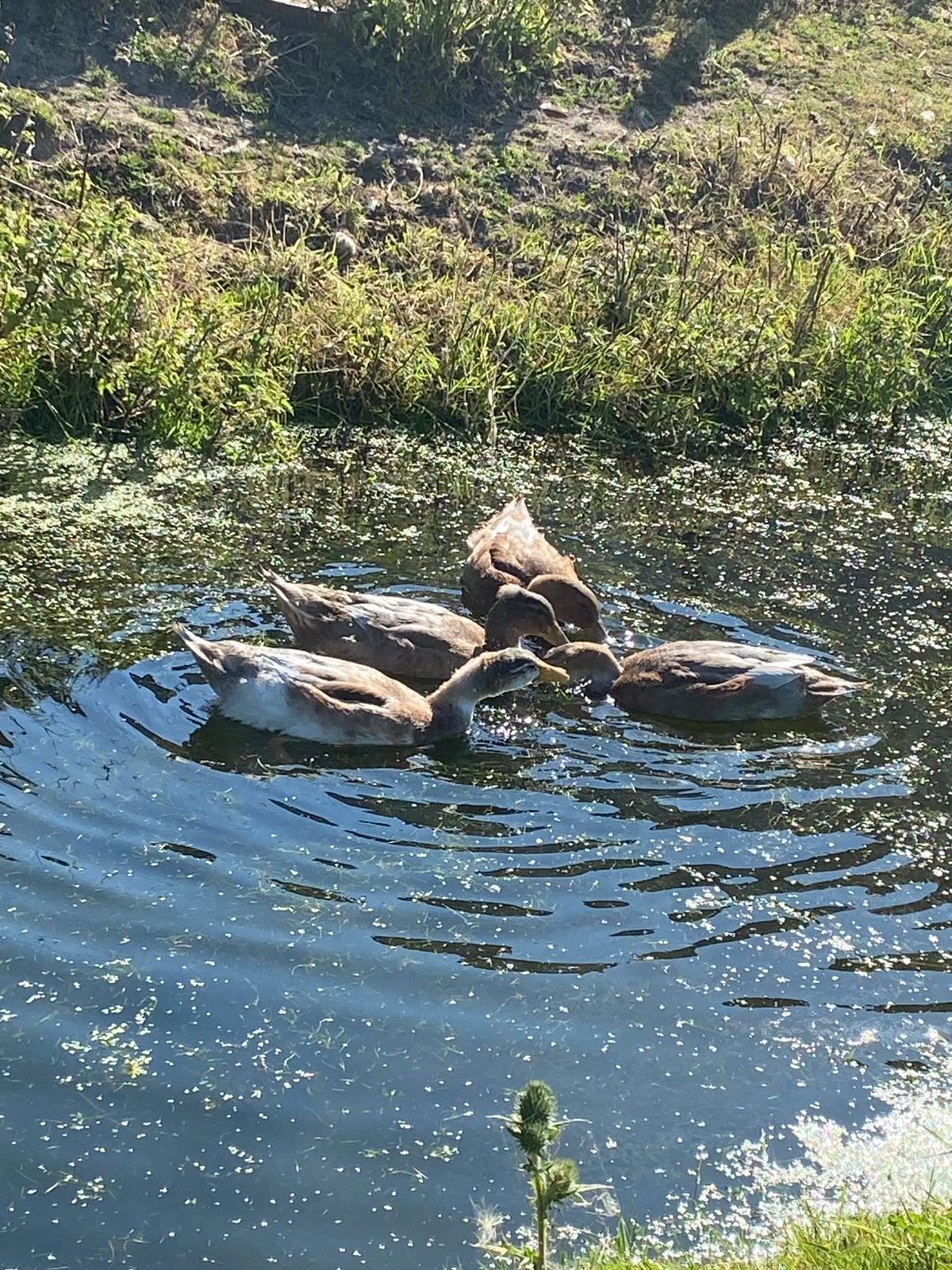 4 oudhollandse kuifeenden, Dieren en Toebehoren, Pluimvee, Meerdere dieren, Eend