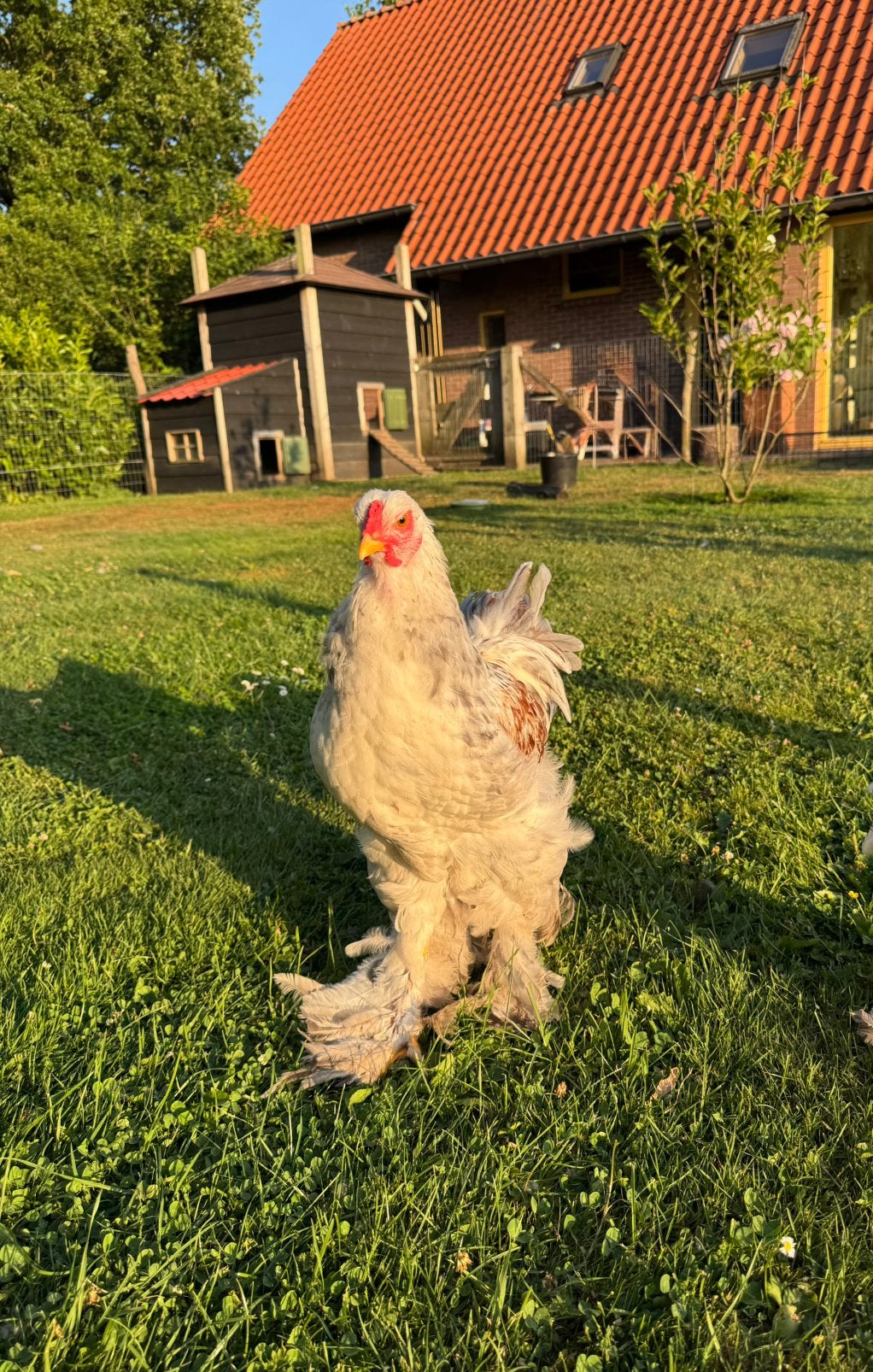 Brahma haan 17 wk oud, Dieren en Toebehoren, Pluimvee, Mannelijk, Kip