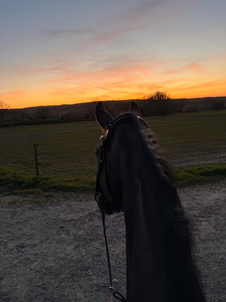 GEZOCHT!, Weidegang, 1 paard of pony