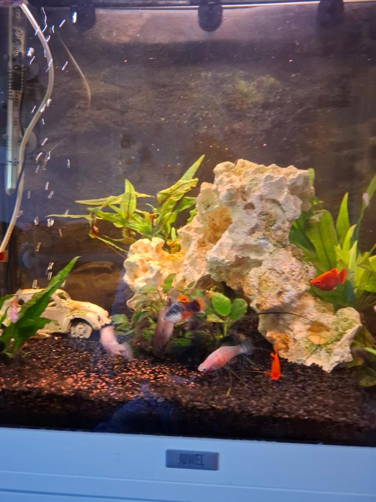 Plaatjes/platties, Dieren en Toebehoren, Vissen | Aquariumvissen, Vis