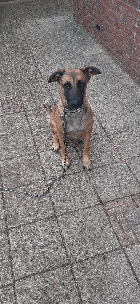 Herdershond, 1 tot 2 jaar, Teef, Parvo, Eén hond