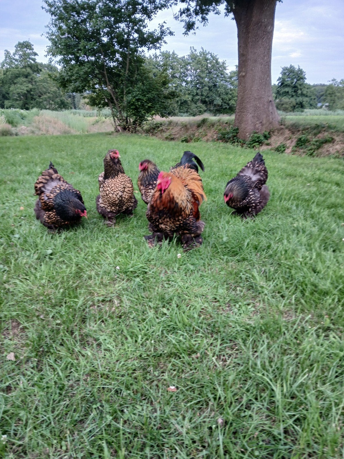 Brahma goud toom, broedeieren, Dieren en Toebehoren, Pluimvee, Geslacht onbekend, Kip