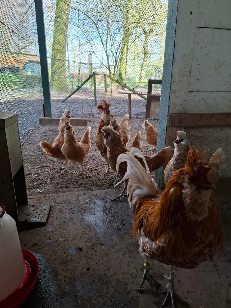 Broedeieren Oud-Hollandse rassen, Dieren en Toebehoren, Pluimvee, Geslacht onbekend, Kip