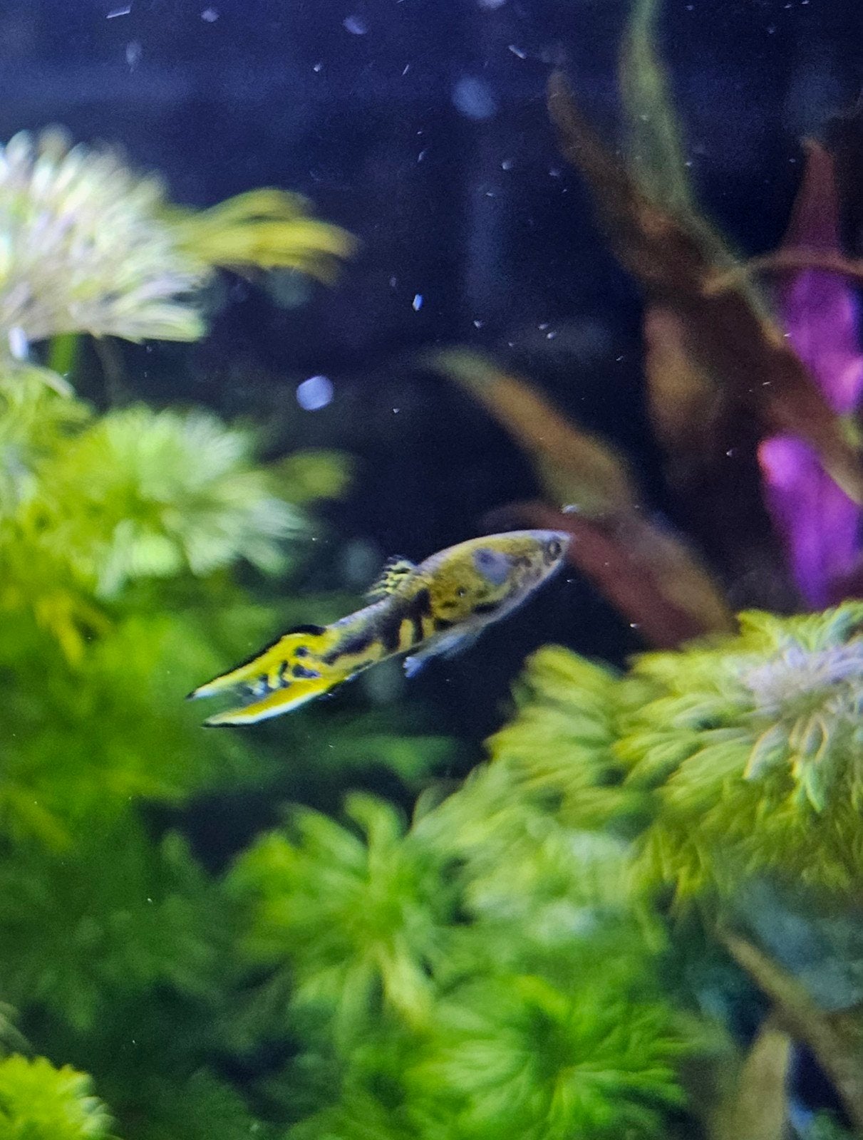 Endler guppen 3 mannetjes, Dieren en Toebehoren, Vissen | Aquariumvissen
