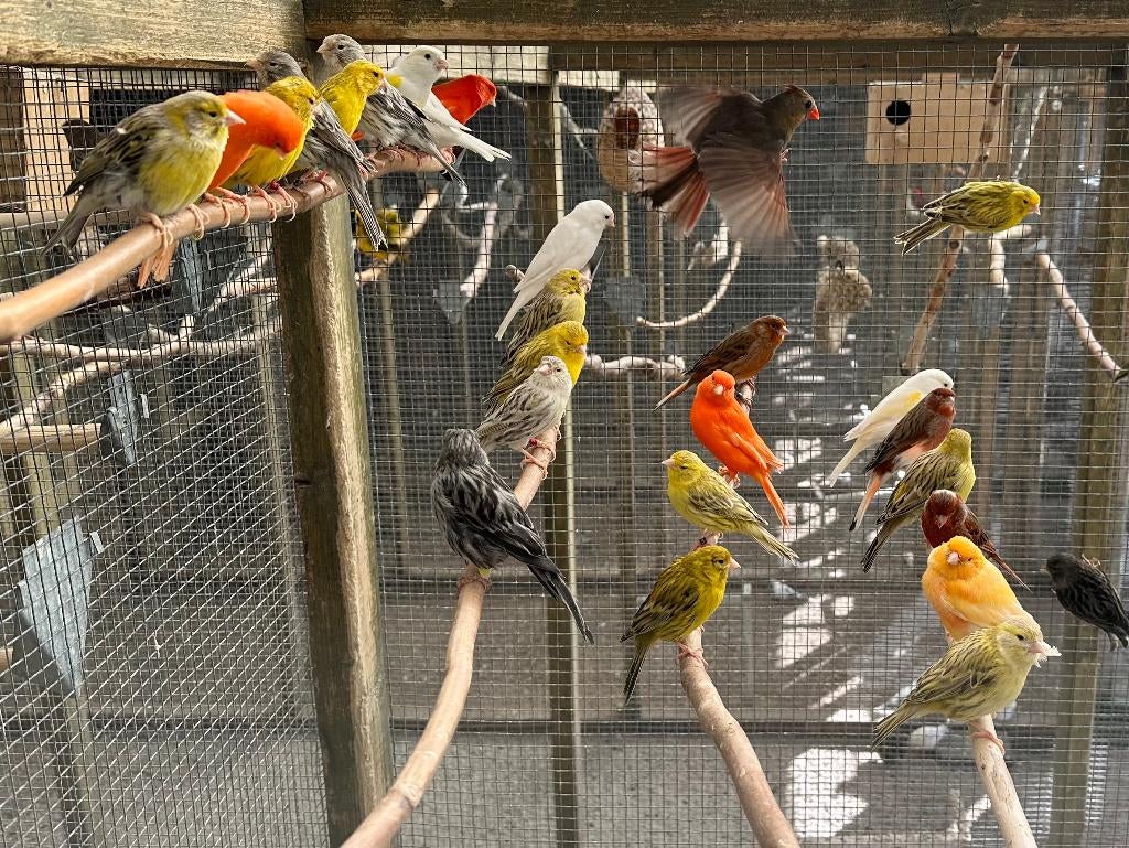 Kanaries verschillende kleuren koppels, Meerdere dieren, Kleurkanarie