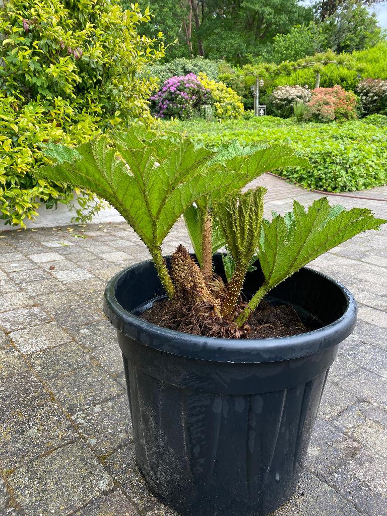 Gunnera manicata, Tuin en Terras, Planten | Tuinplanten, Ophalen, Vaste plant, Overige soorten, Volle zon