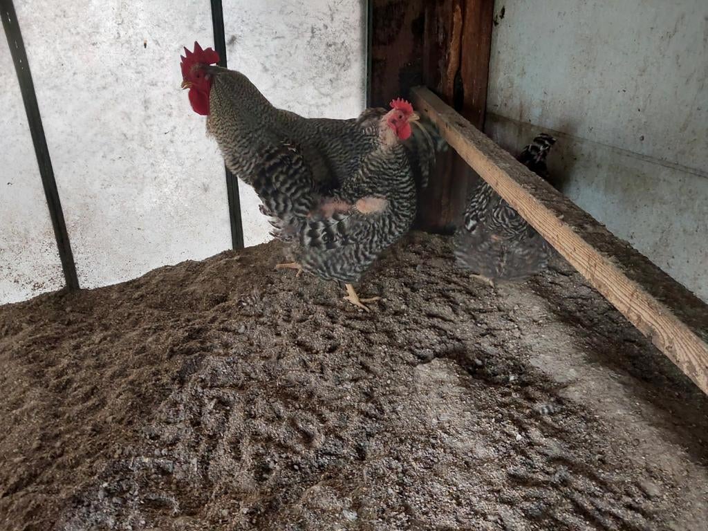 Amrock groot, Dieren en Toebehoren, Pluimvee, Meerdere dieren, Kip