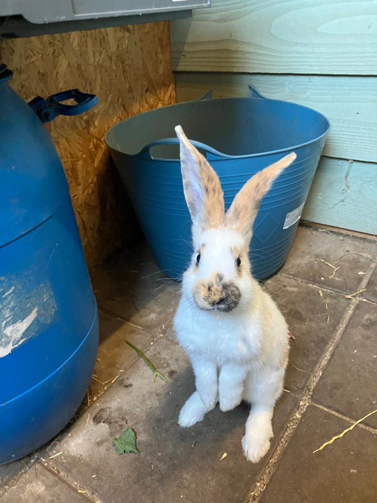 Twee jonge rammetjes, Vlaamse reus x Lotharinger, Dieren en Toebehoren, Konijnen, Mannelijk, Groot, 0 tot 2 jaar