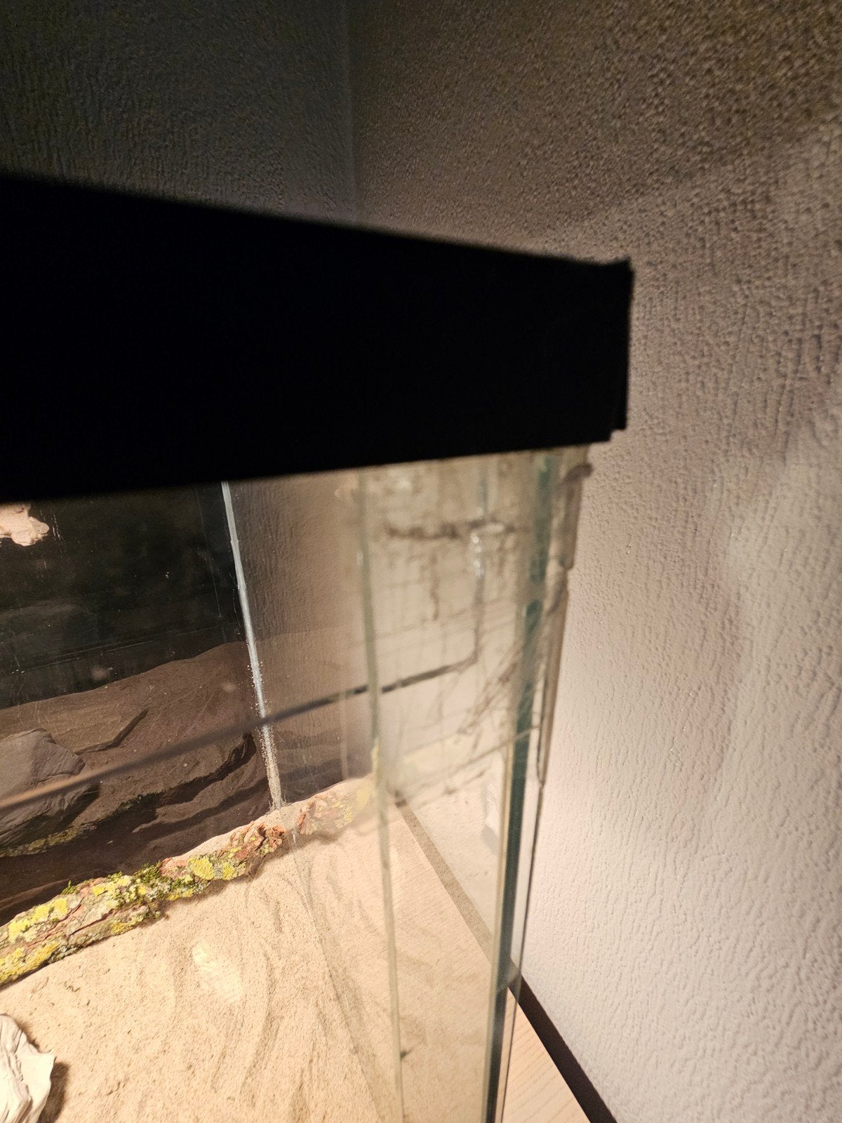 Baardagaam - Vrouw - Oranje - INCL Terrarium 100-40-50. Bearded Dragon photo 10