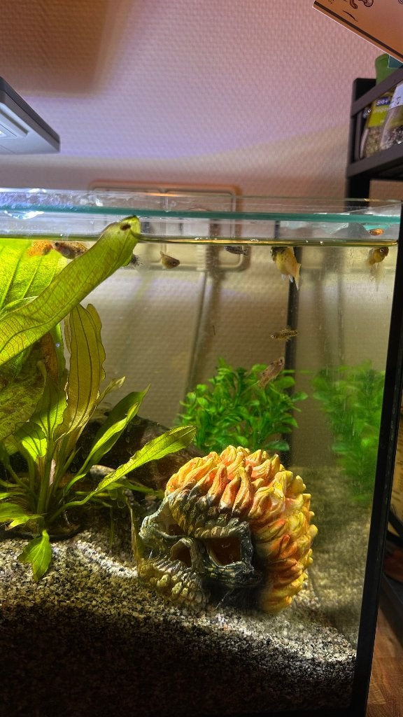 Gratis Baby Platy’s, Dieren en Toebehoren, Vis, Zoetwatervis