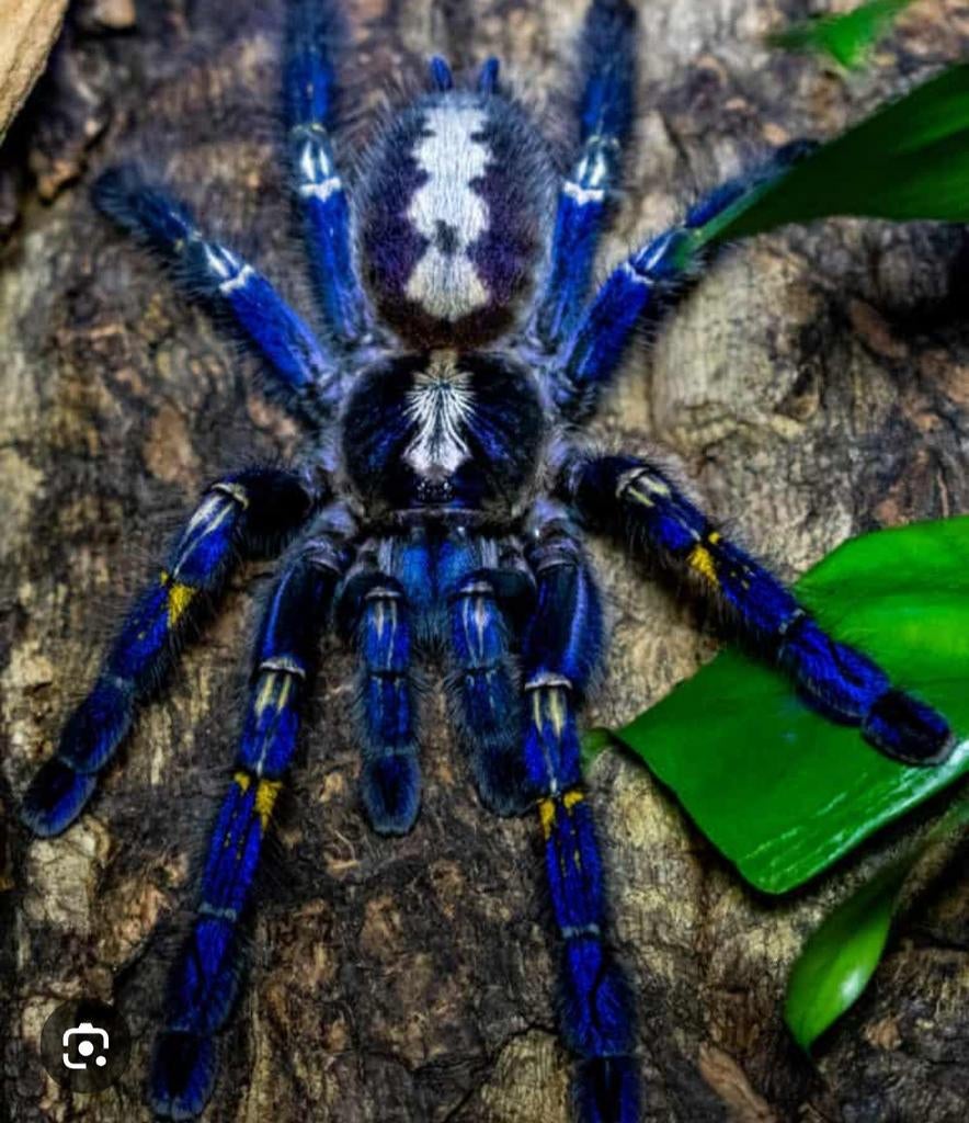Poecilotheria Metallica (volwassen vrouw), Dieren en Toebehoren, Spin of Schorpioen