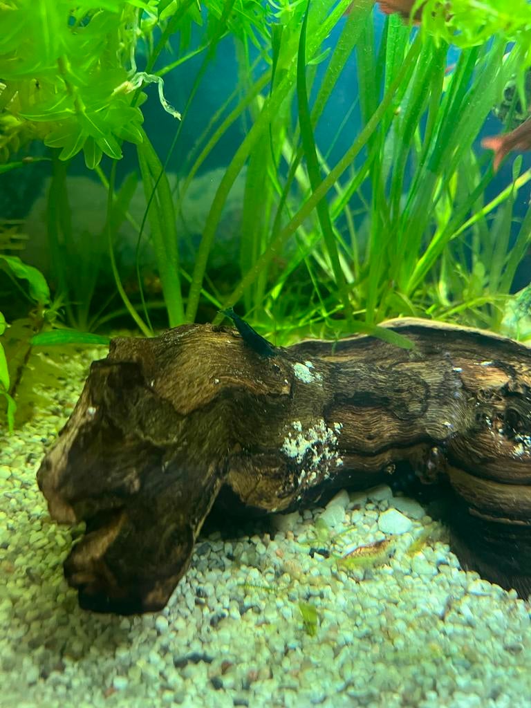 Stekje Vallisneria Spiralis - aquarium gras, Ophalen of Verzenden, Nieuw, Plant(en), Steen of Hout