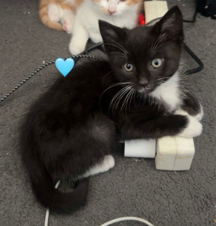 Twee lieve Europese korthaar X Noorse boskat kittens, Meerdere dieren