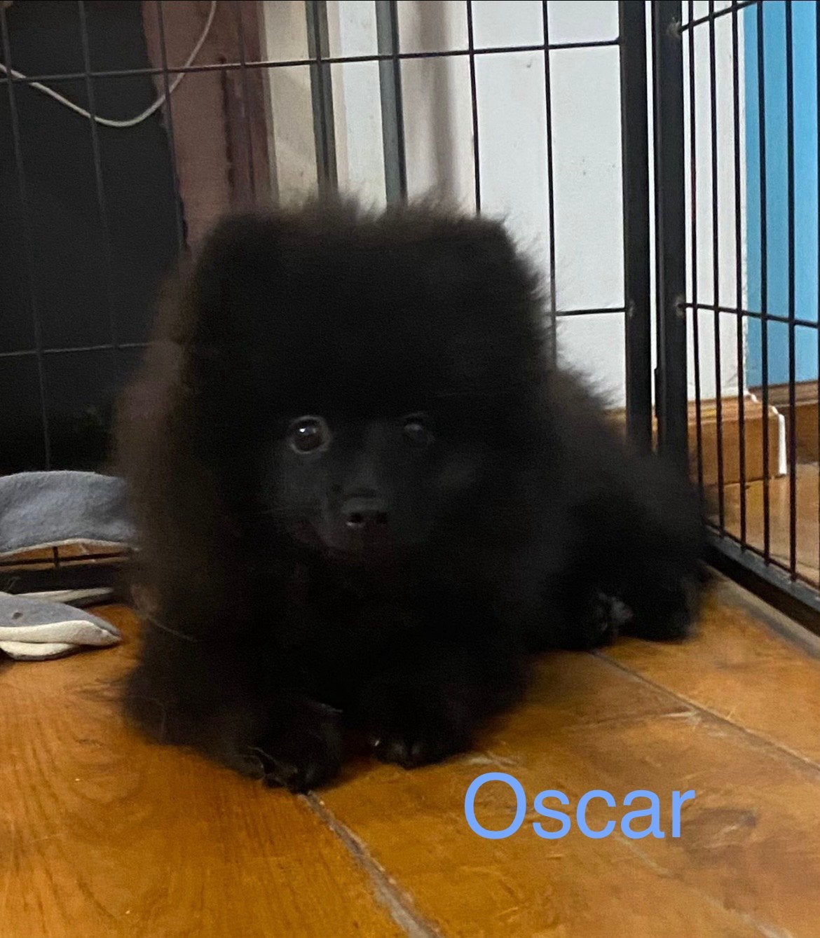 2 Prachtige pomeriaan/dwergkees pups.(Reutjes)💙💙, Overige rassen, 8 tot 15 weken, Parvo, Meerdere