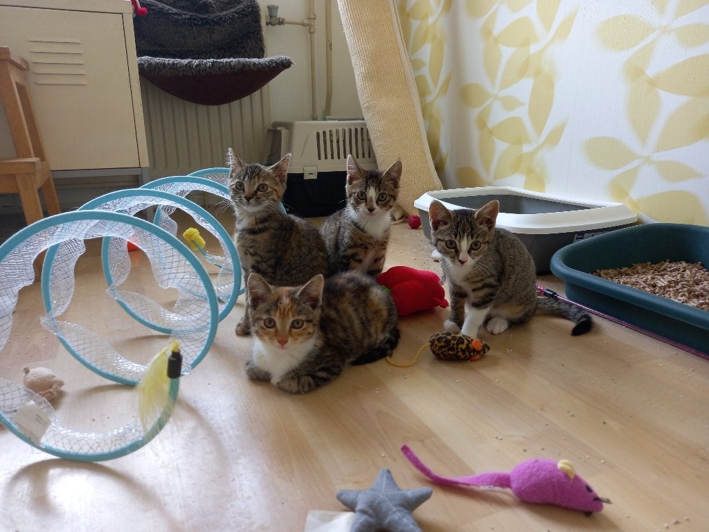 Lieve kittens zoeken hun gouden mandje, per duo te adopteren, Dieren en Toebehoren, Katten en Kittens | Overige Katten, Meerdere dieren