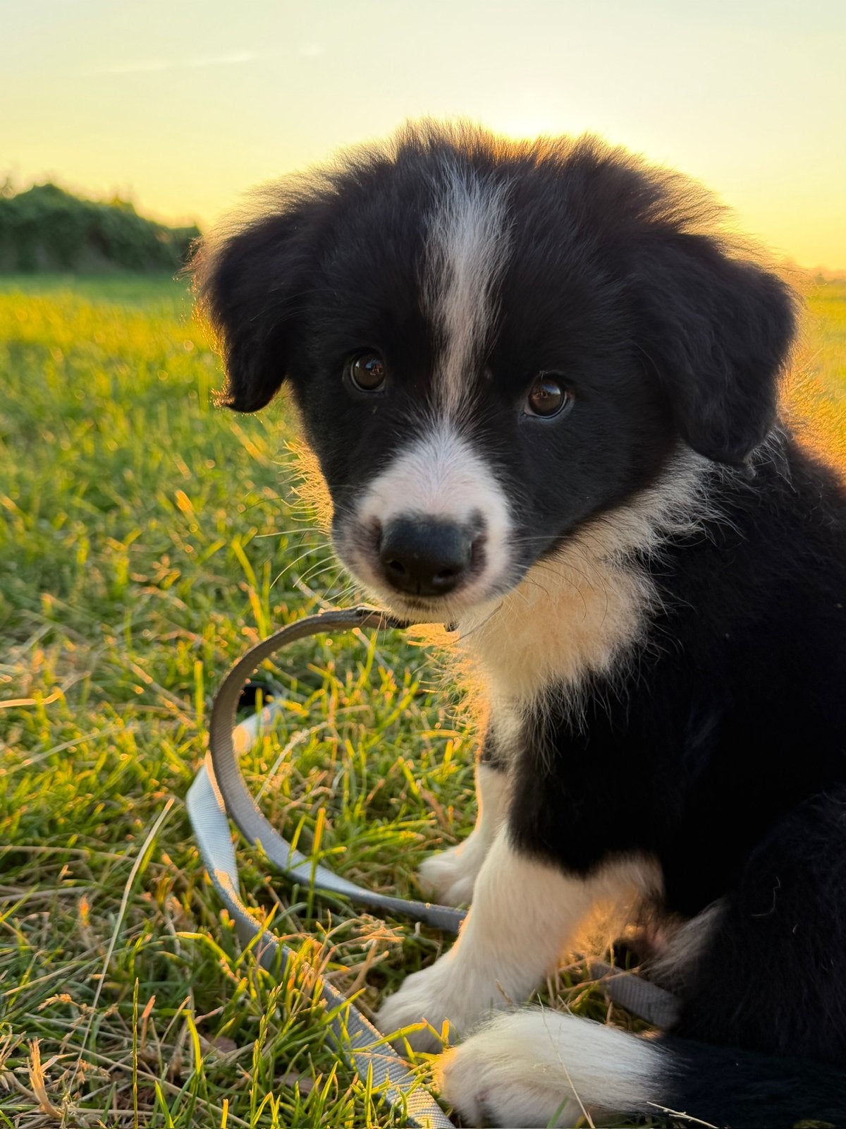 Border Collie pup met stamboom, HCC (leverziekte), Reu, 8 tot 15 weken, Eén hond