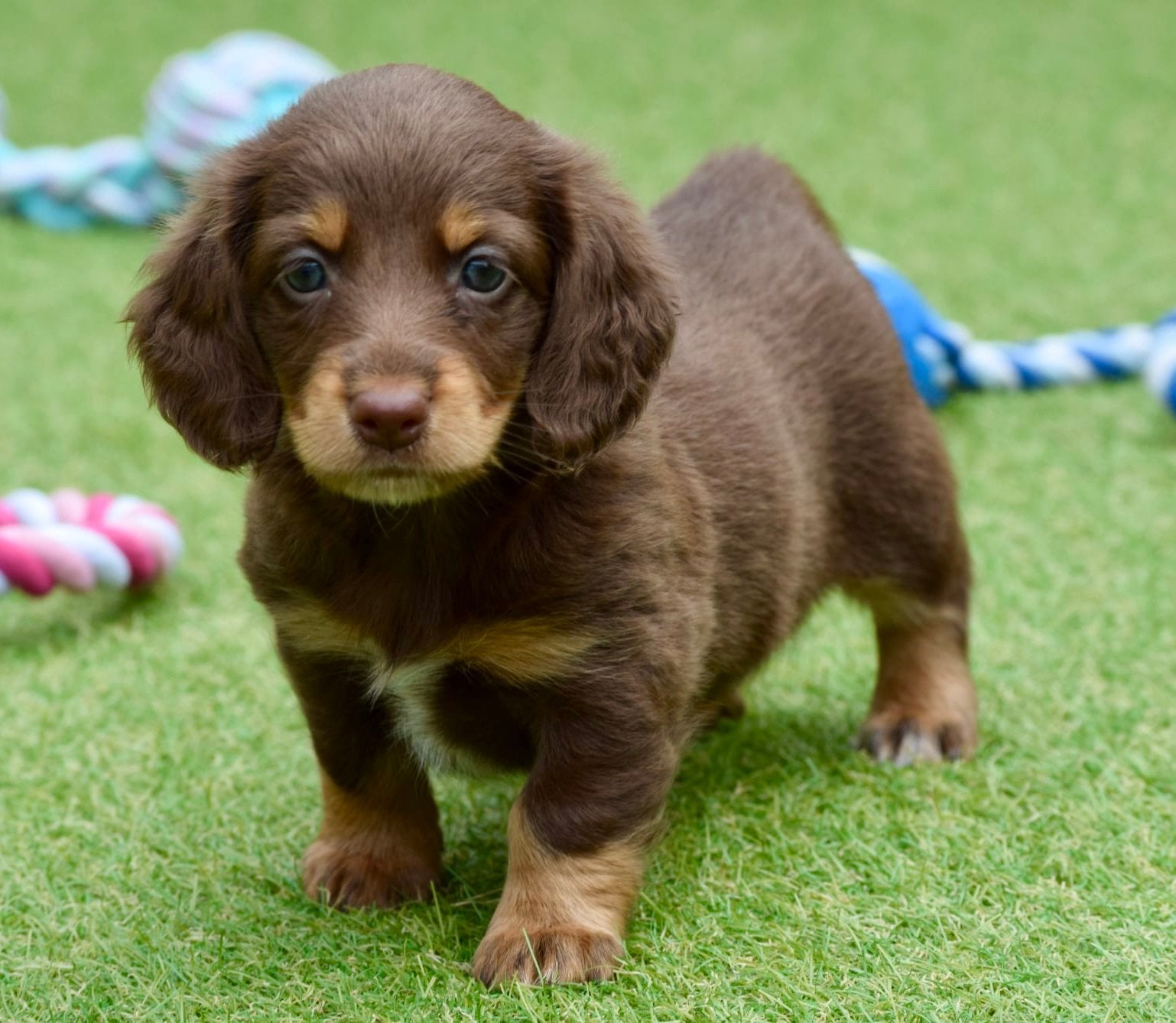 ❤️ Dwerg teckel pups langhaar ❤️ tekkel, puppy’s, longhair, 8 tot 15 weken, Dwerg, Langhaar, Meerdere