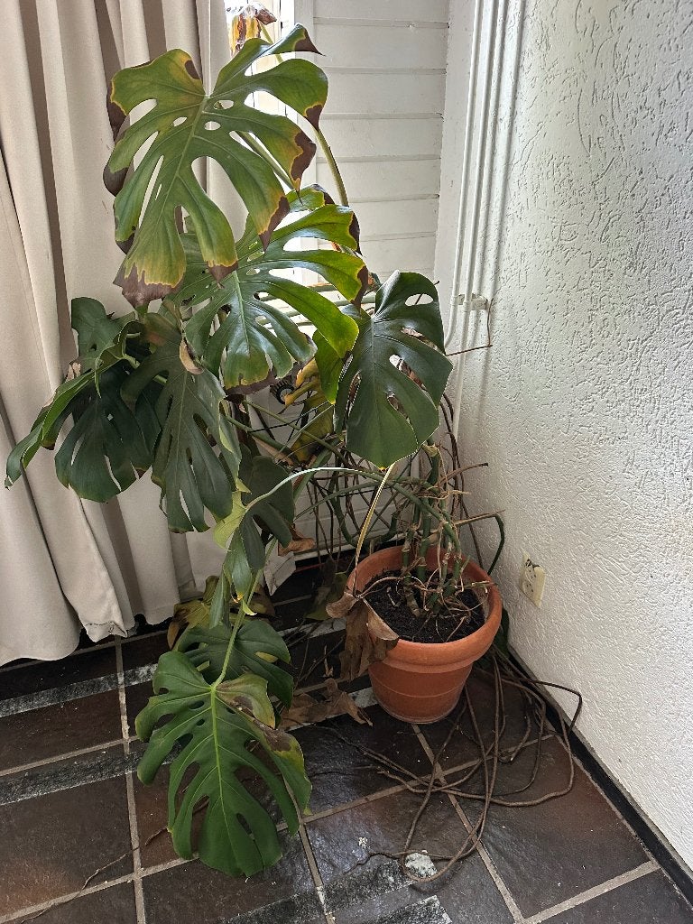 Monstera plant in terracotta pot, Huis en Inrichting, Ophalen, 100 tot 150 cm, Overige soorten, Halfschaduw
