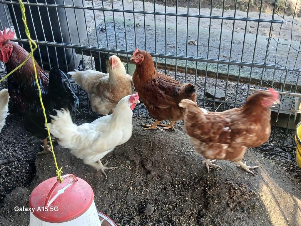 Legkip broedeieren, Dieren en Toebehoren, Pluimvee, Meerdere dieren, Kip