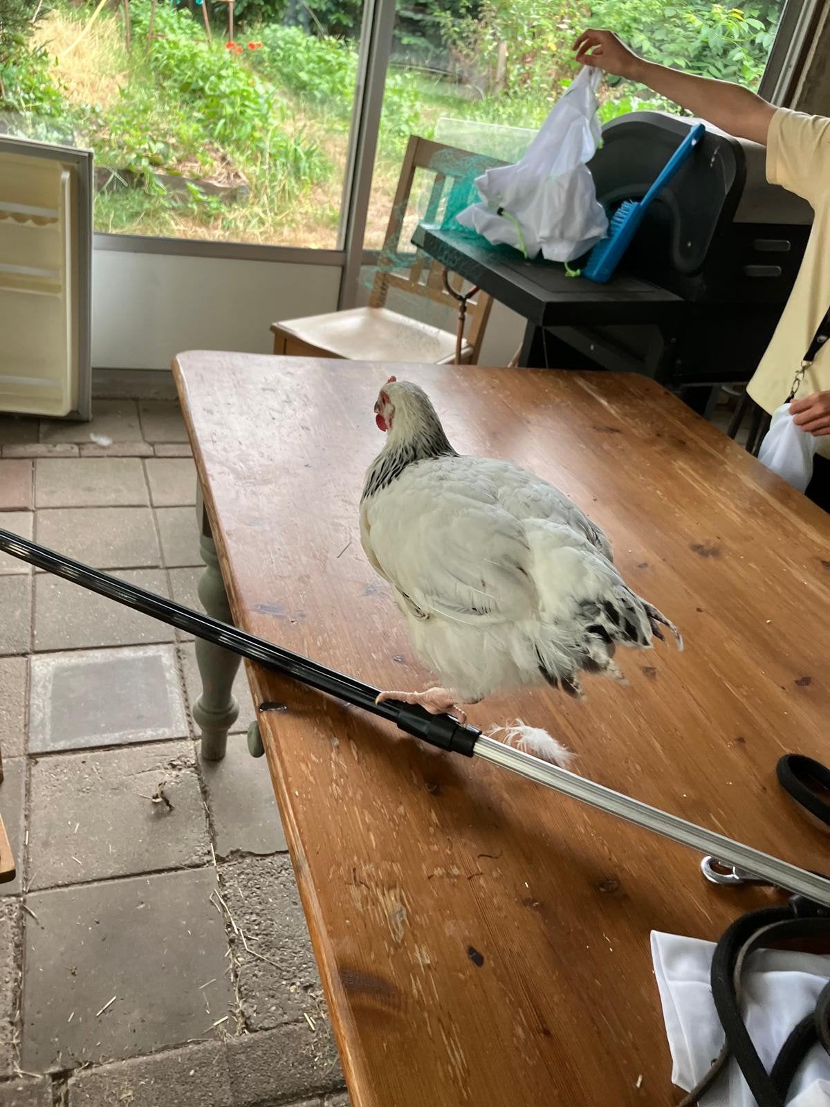 Sussex kuiken. kip, Geslacht onbekend, Kip