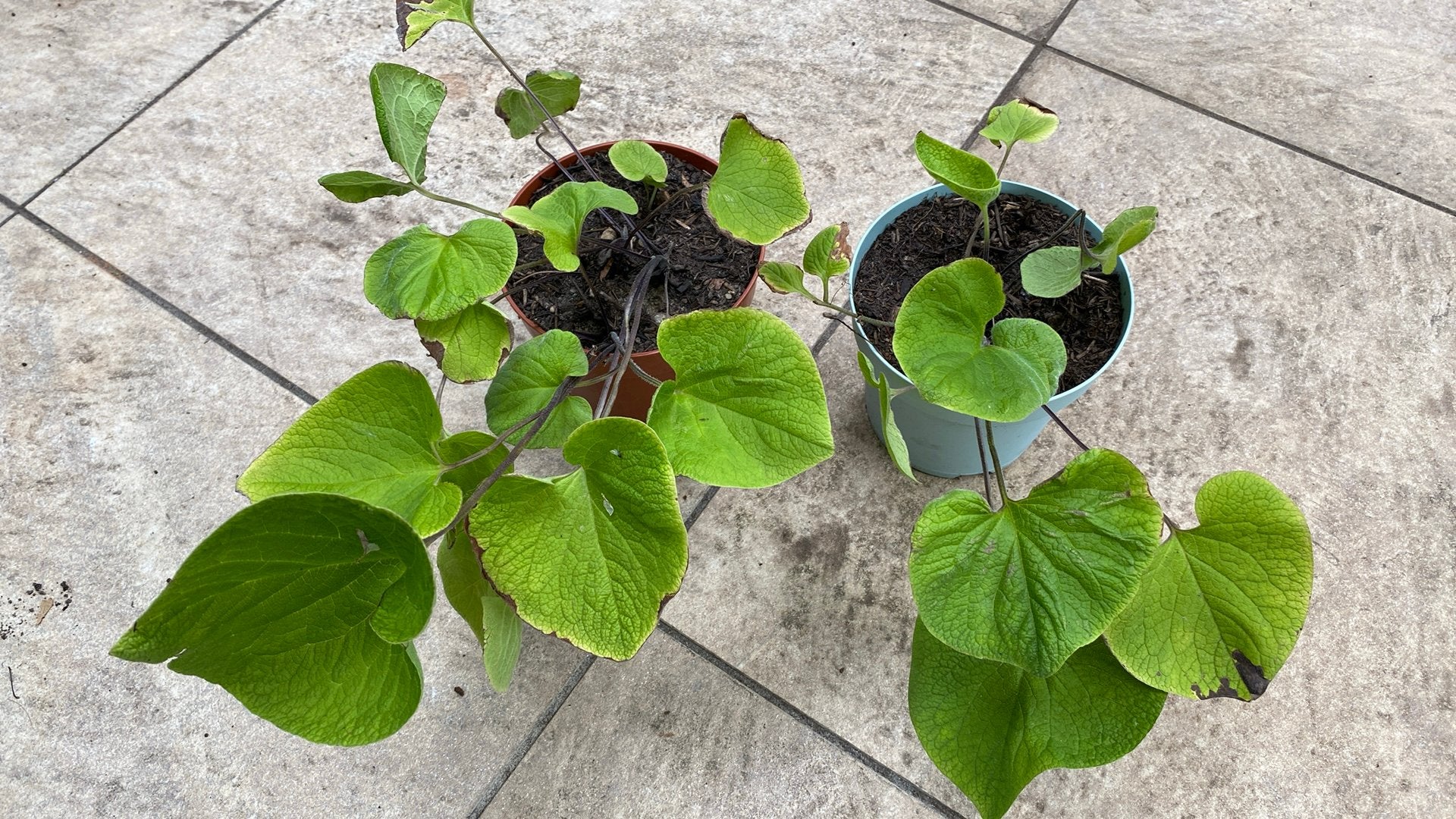 Gratis planten kaukasisch vergeet-mij-nietjes, Ophalen, Bodembedekkers, Vaste plant, Halfschaduw