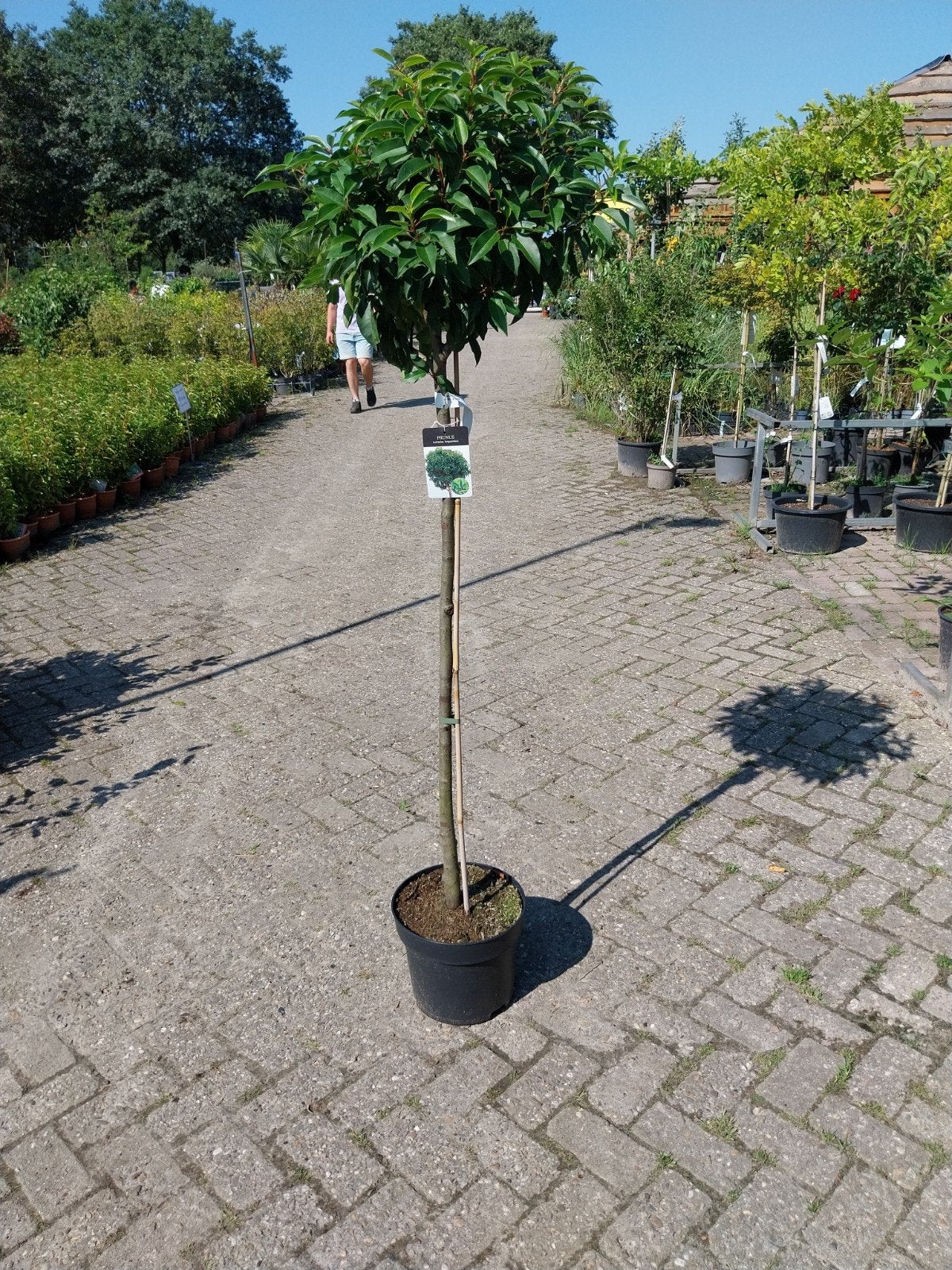 Portugese Laurier op stam - Prunus Lusitanica 'Angustifolia', Lente, 100 tot 250 cm, Ophalen, Volle zon
