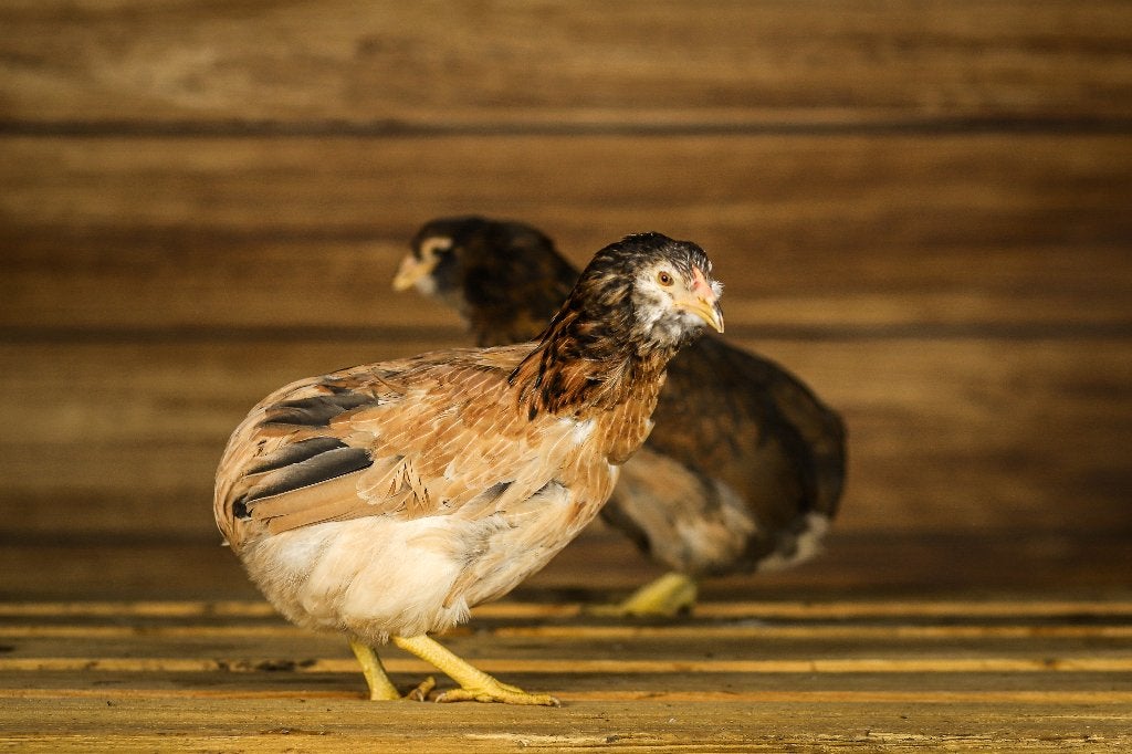 Araucana kippen | Speciale eieren | Opvallend uiterlijk, Dieren en Toebehoren, Pluimvee, Vrouwelijk, Kip