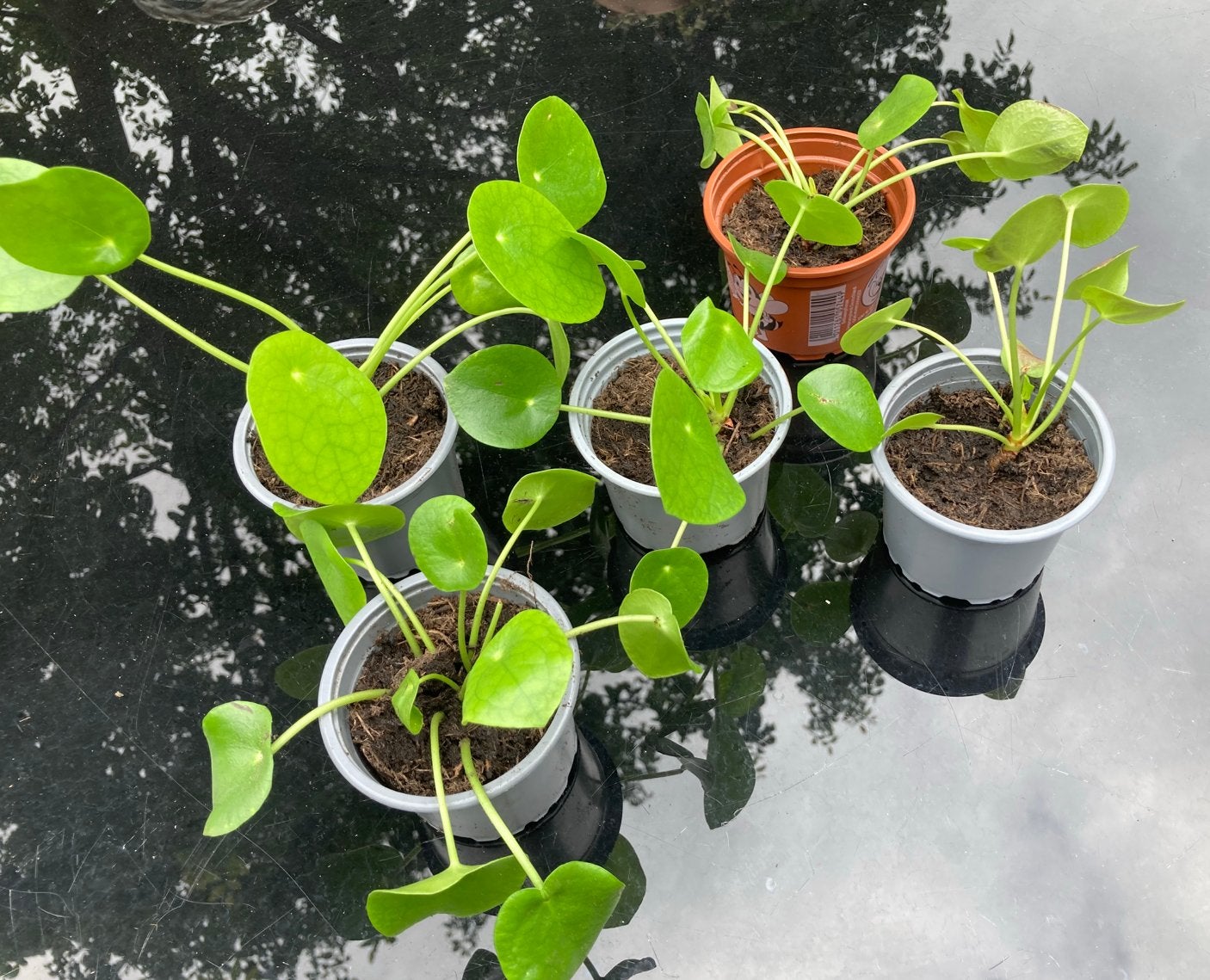 Pannenkoekenplant (Pilea Peperomioides), Ophalen, Overige soorten, Halfschaduw, Minder dan 100 cm