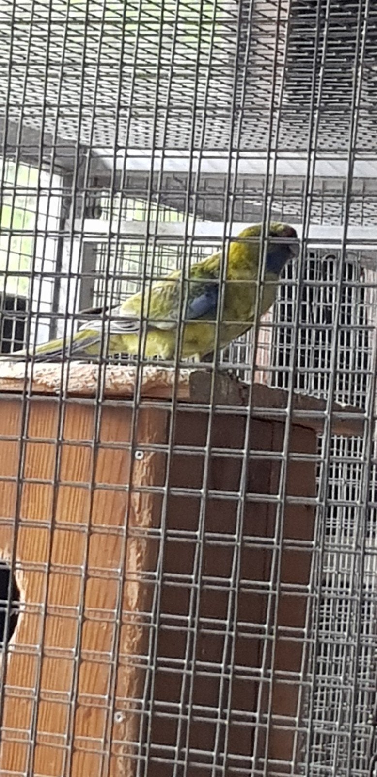 2 koppels pennant rosella's, Dieren en Toebehoren, Vogels | Parkieten en Papegaaien, Meerdere dieren, Parkiet, Geringd