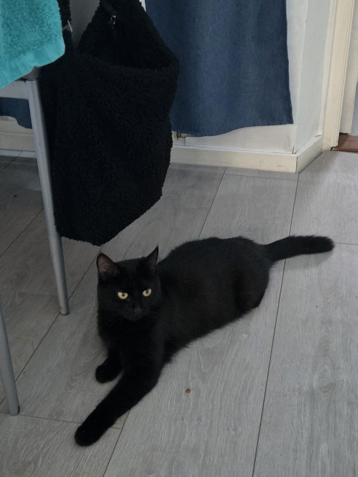 miloe zoekt een nieuw baasje, Poes, 0 tot 2 jaar