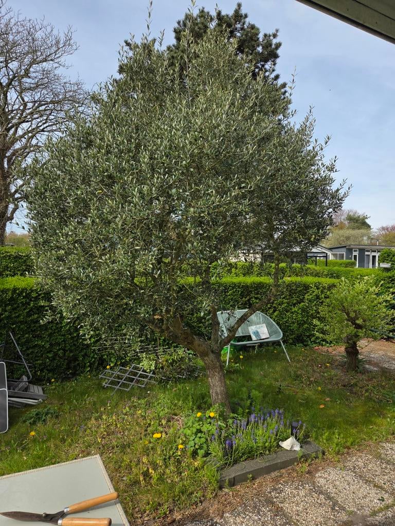 Olijf boom, Tuin en Terras, Bloeit niet, 100 tot 250 cm, Olijfboom, Ophalen