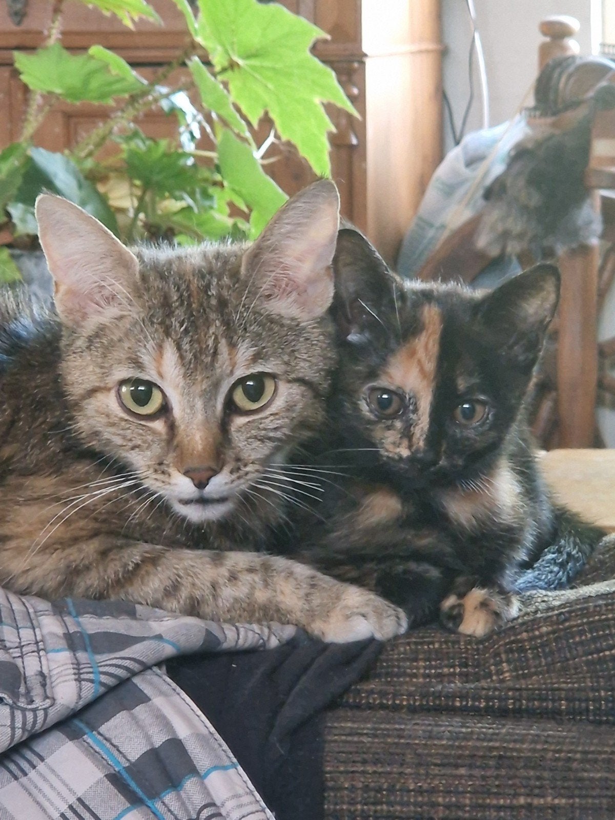 3 onwijs lieve kittens, Dieren en Toebehoren, Katten en Kittens | Overige Katten, Meerdere dieren