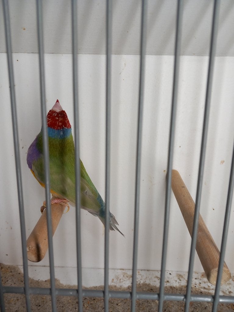 Gouldsamadine, Dieren en Toebehoren, Mannelijk, Tropenvogel, Geringd