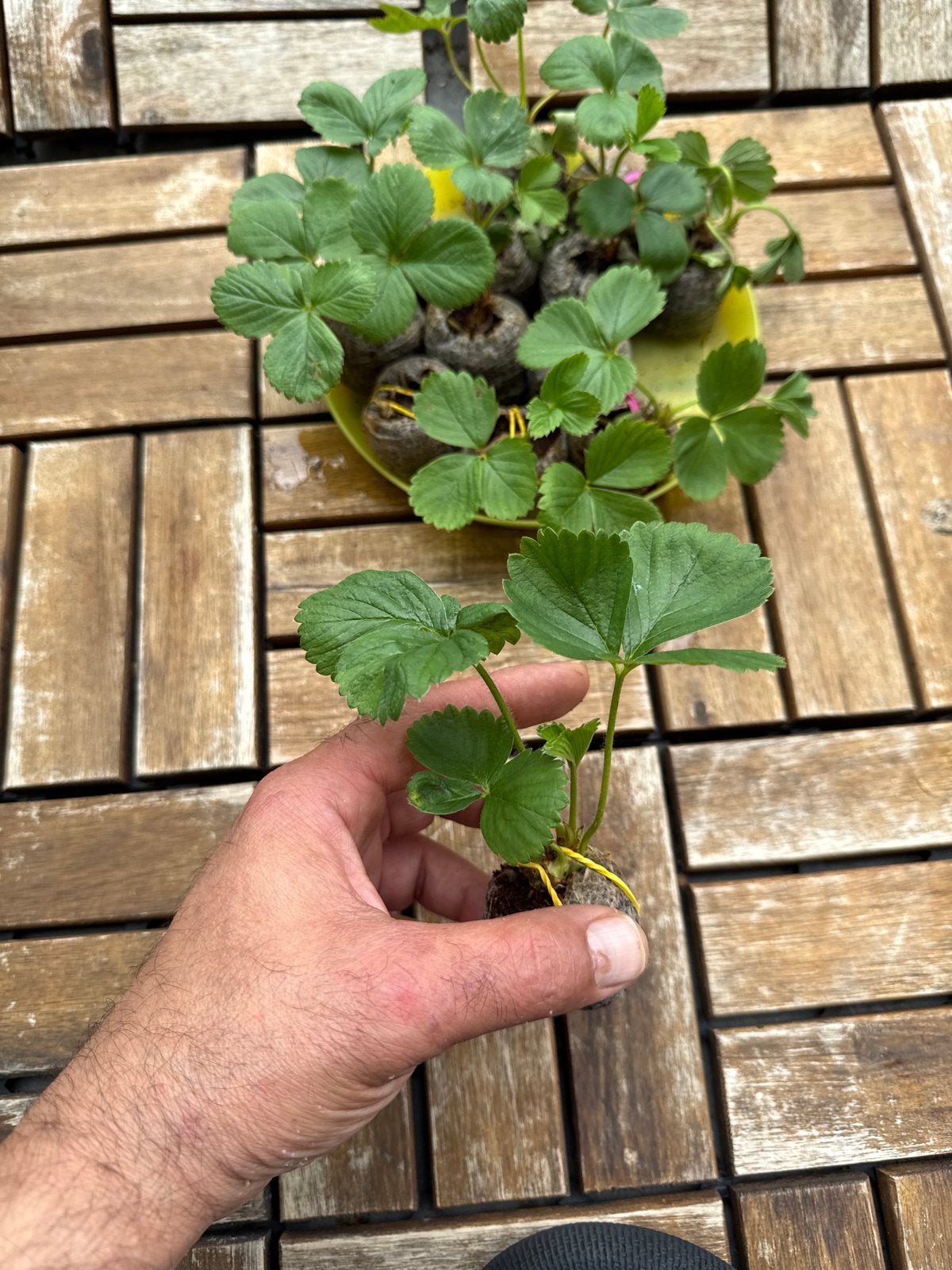Verse aardbeiplantjes - perfect voor uw tuin!, Tuin en Terras, Planten | Tuinplanten, Volle zon, Vaste plant, Ophalen of Verzenden