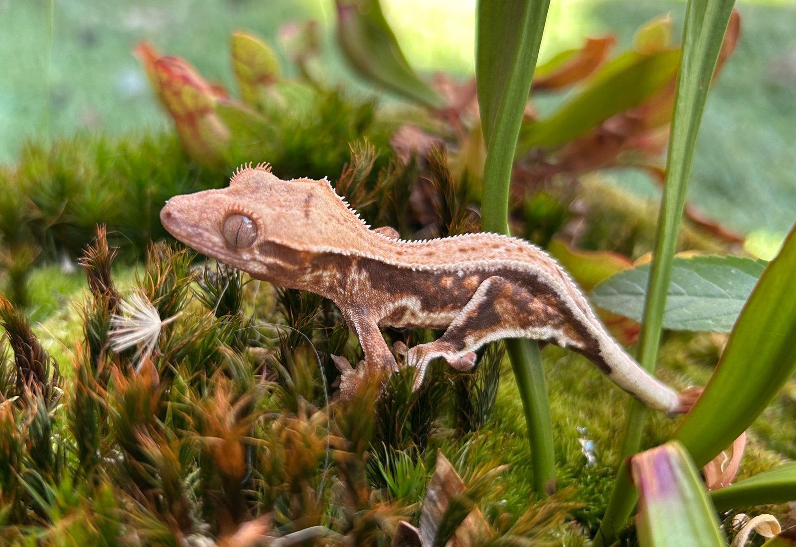 Wimpergekko Lily white tricolor, Dieren en Toebehoren, Reptielen en Amfibieën, Hagedis, 0 tot 2 jaar