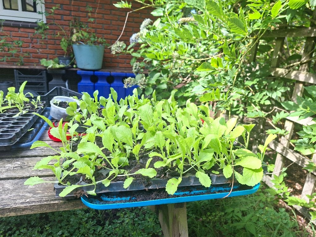 Biologische groenteplanten:oa andijvie,roodlof,Chinese kool, Ophalen, Eenjarig, Groenteplanten, Volle zon