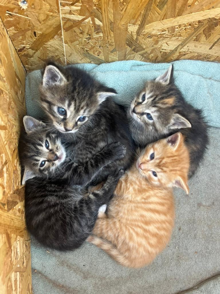 Kittens, Meerdere dieren
