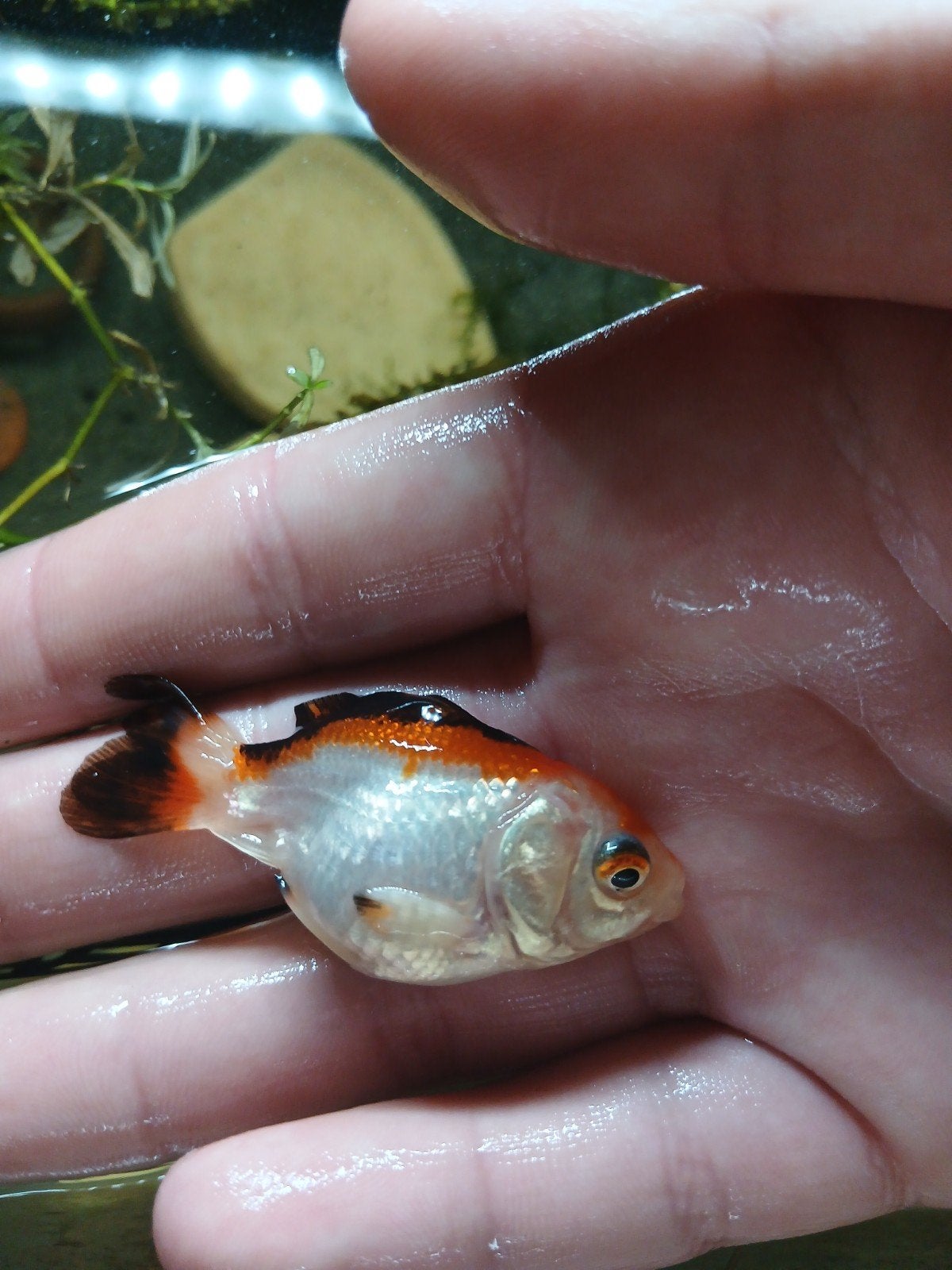 3 goudvissen, Dieren en Toebehoren, Vissen | Aquaria en Toebehoren, Ophalen, Overige typen