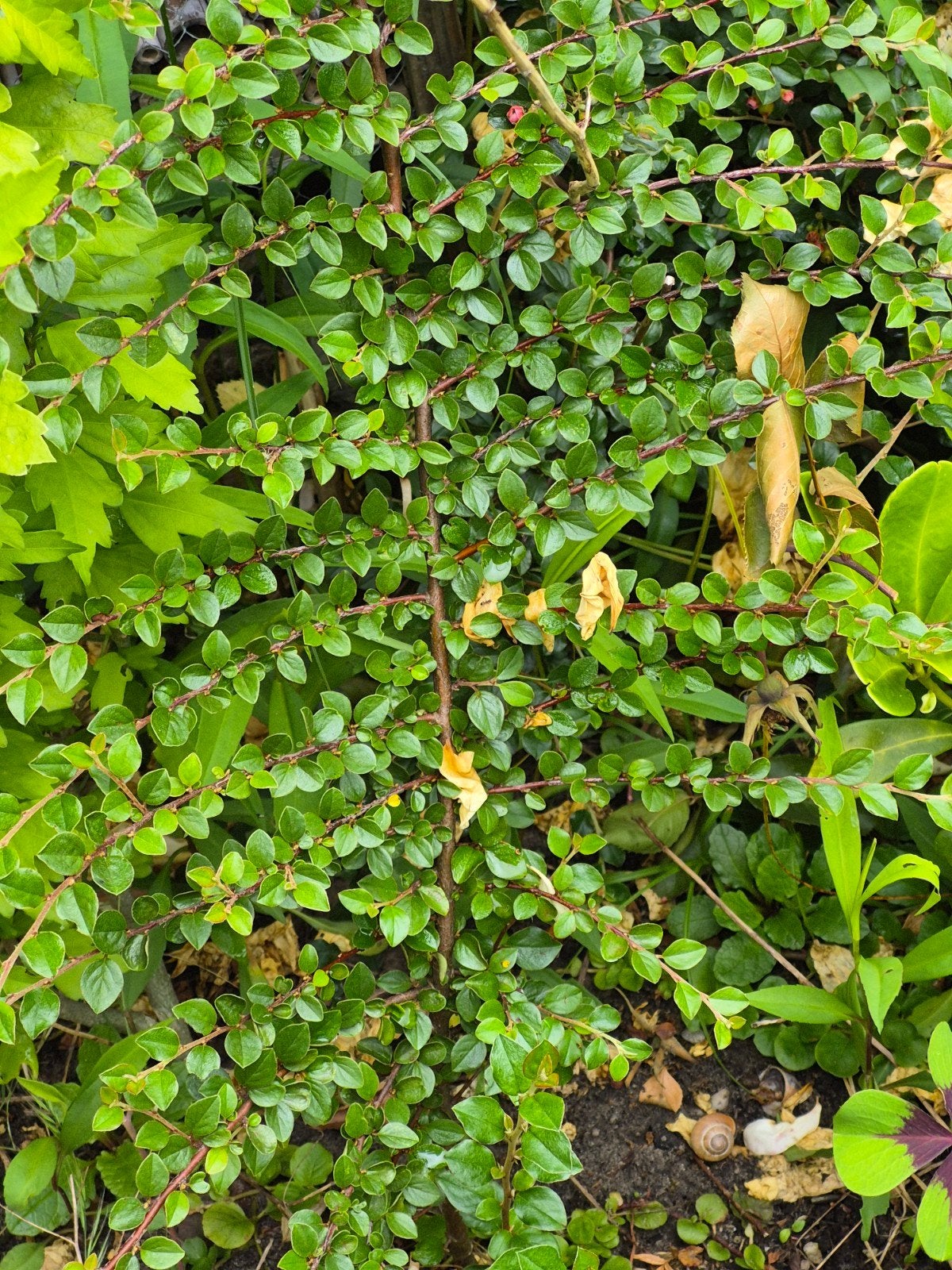Cotoneaster bodembedekker - Winterhard en onderhoudsarm, Tuin en Terras, Planten | Tuinplanten, Ophalen, Bodembedekkers, Volle zon