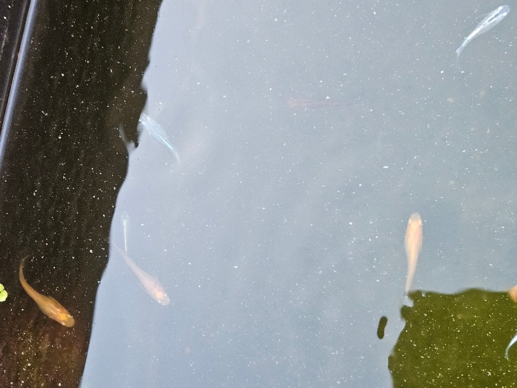 Vijvervisjes klein  rijstsvis medaka, Karper of Koi
