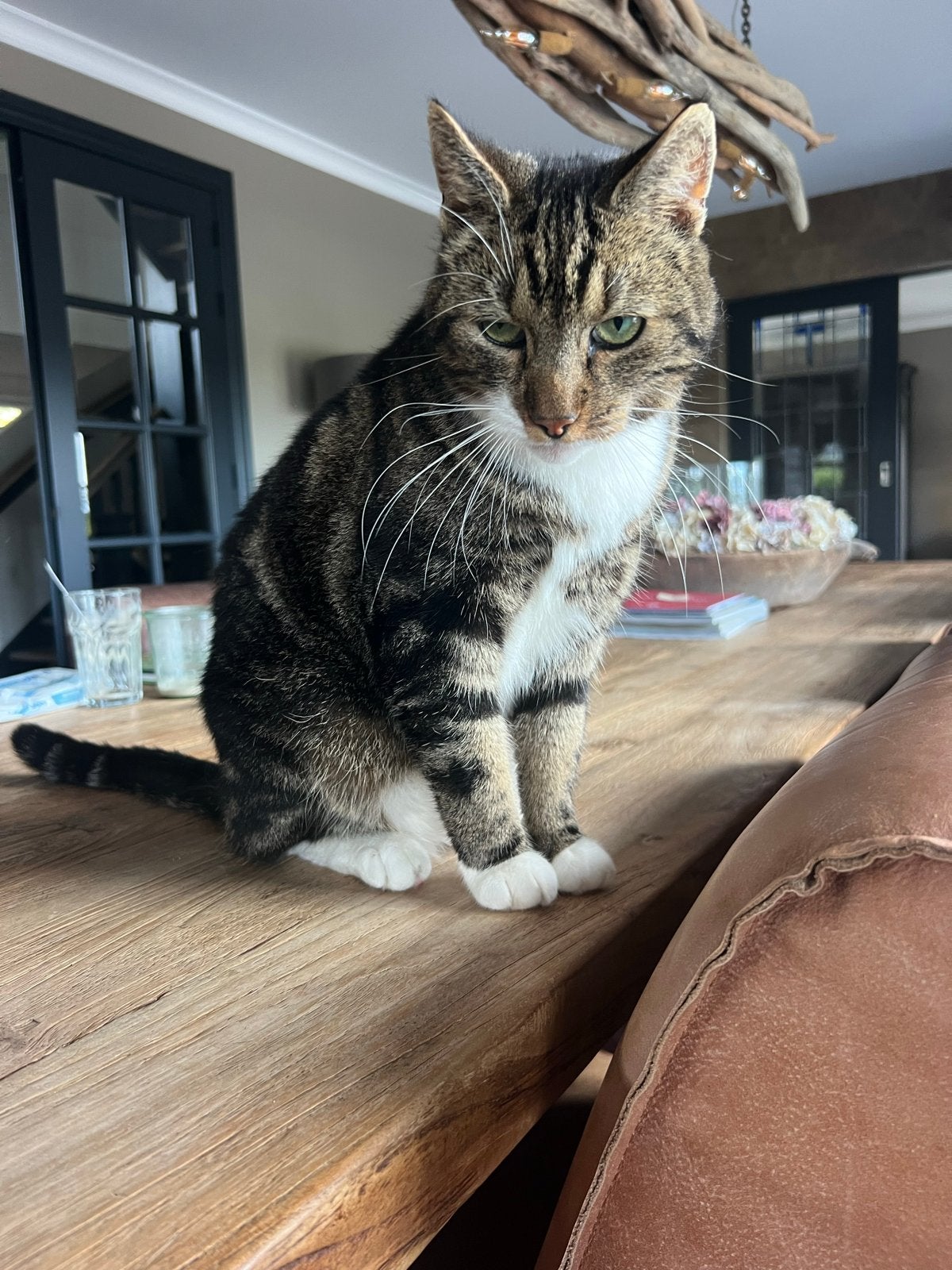 Gecastereerde kater., Dieren en Toebehoren, Katten en Kittens | Overige Katten