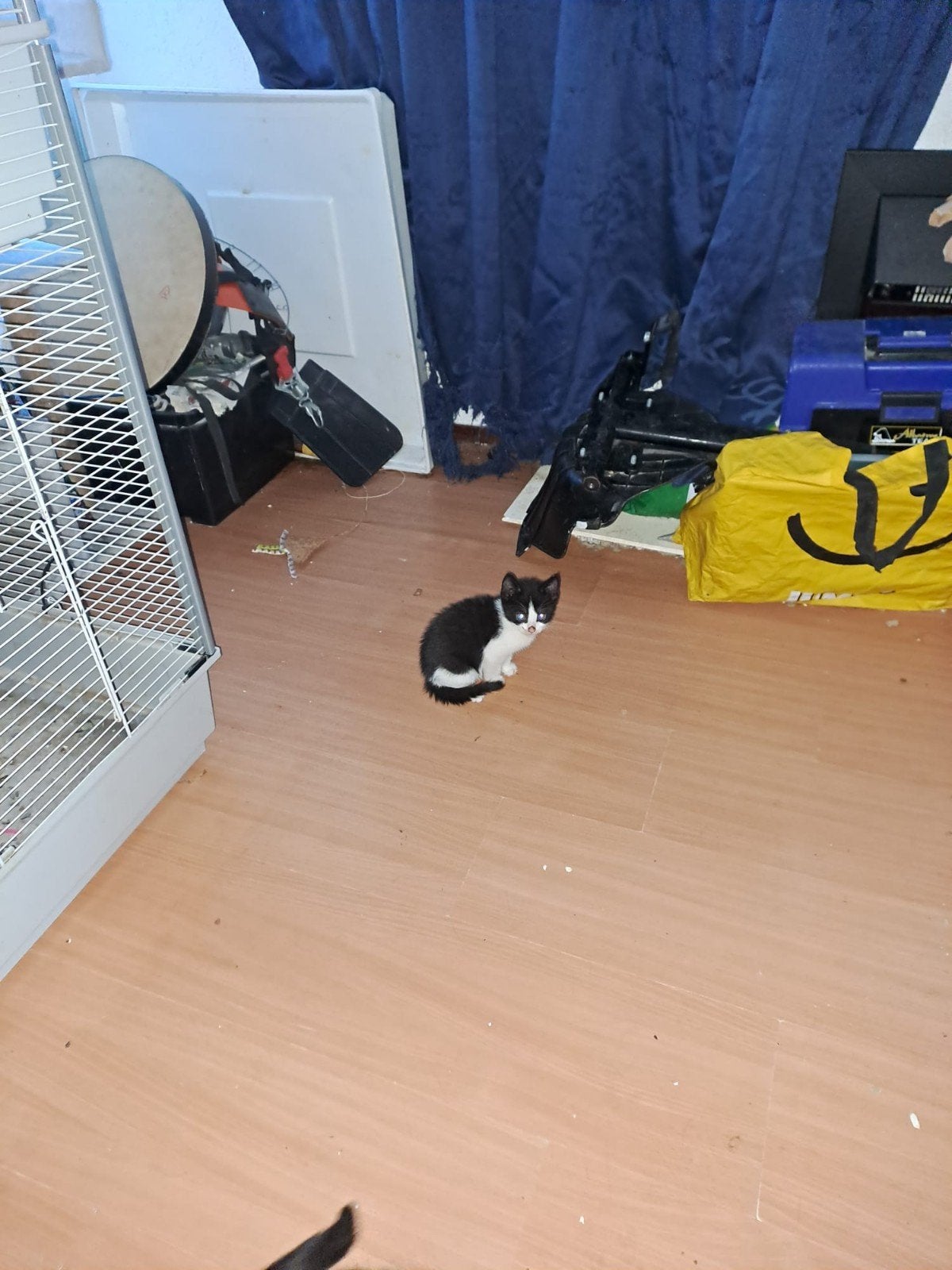 Te koop kitens, Dieren en Toebehoren, Meerdere dieren