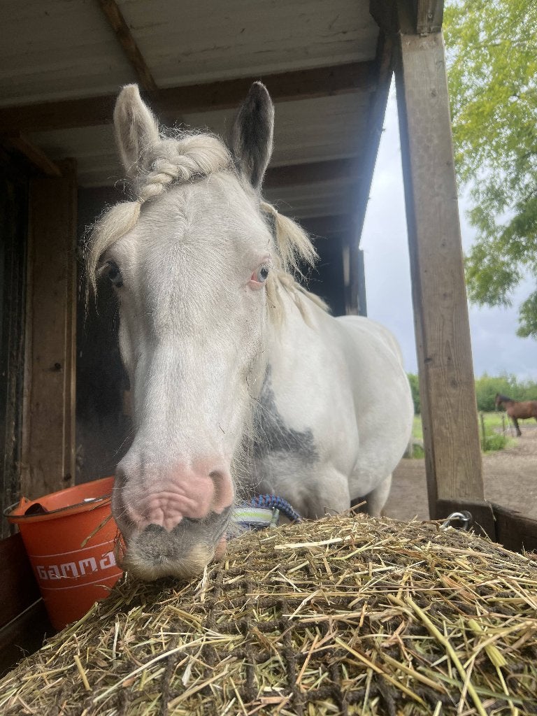 Verzorg(st)er gezocht voor lieve, jonge tinkermerrie, Opfok, 1 paard of pony