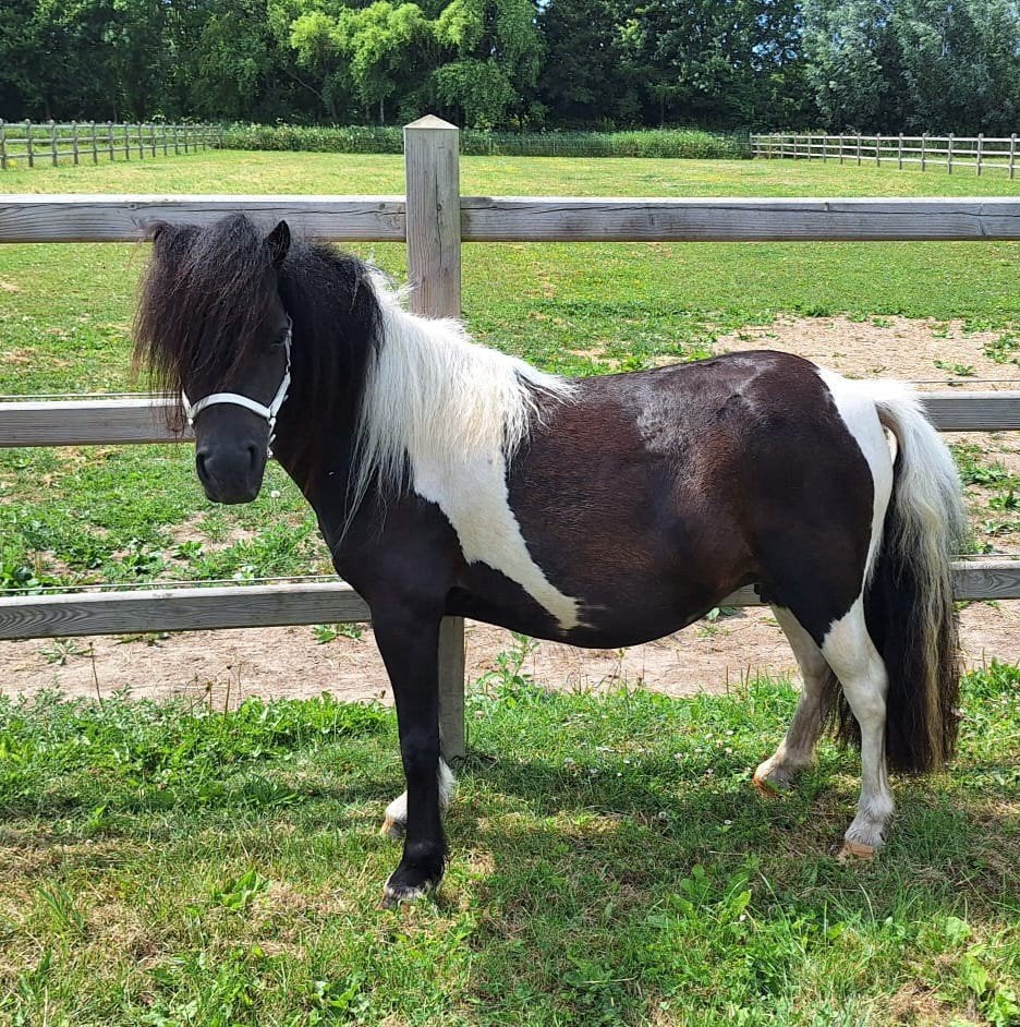 Mooie 4-jr NSPS Stamboekmerrie grote maat (1m) + veulen, Dieren en Toebehoren, Pony's, Merrie, Met stamboom, A pony (tot 1.17m)